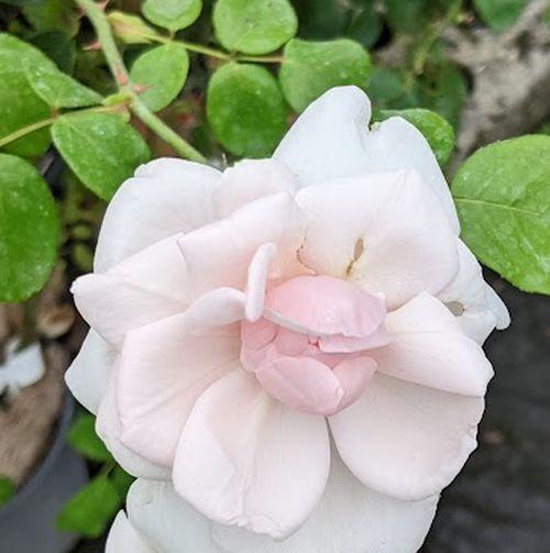 Rosa (klimroos)  'New Dawn'