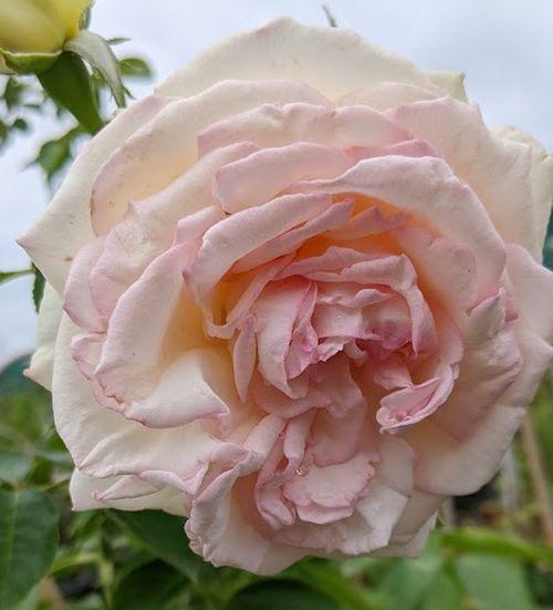 Rosa (Klimroos)  'Palais Royal ® (White Eden Rose)