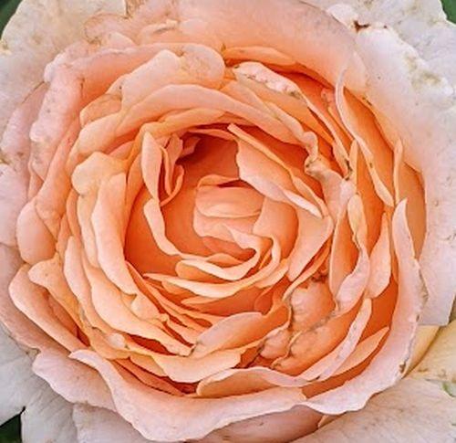 Rosa (klimroos)  'Polka'®