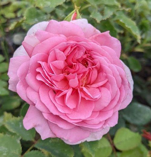 Rosa (Rom)  'Princess Alexandra of Kent'®