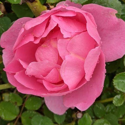 Rosa (Rom)  'Royal Jubilee'®