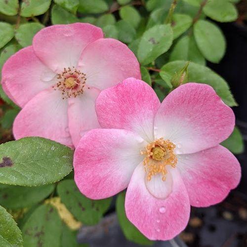 Rosa (H)  'Rush'