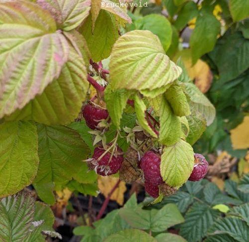 Rubus idaeus 'Zefa'  HERFST FRAMBOOS