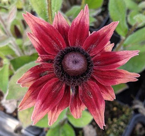 Rudbeckia hirta 'Cherry Brandy'