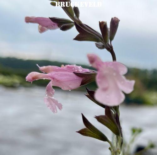 Salvia jamensis 'Peter Vidgeon'