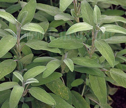 Salvia officinalis