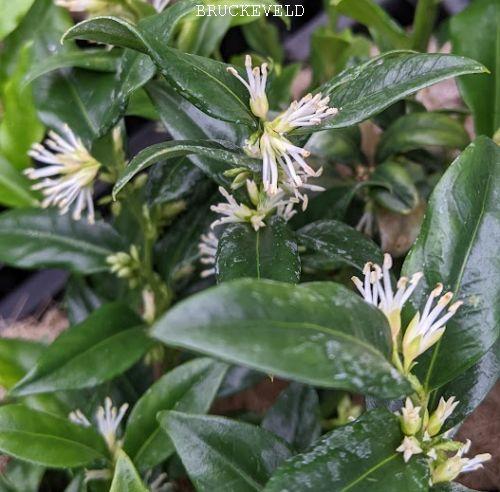 Sarcococca confusa