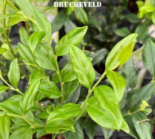 Sarcococca confusa