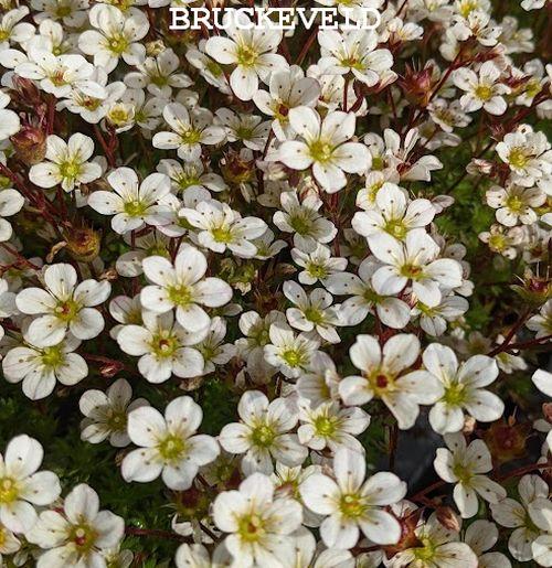 Saxifraga arendsii 'Pixie White'