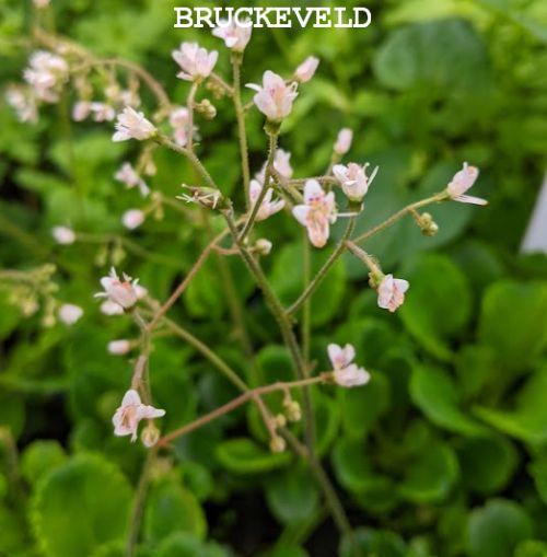 Saxifraga urbium