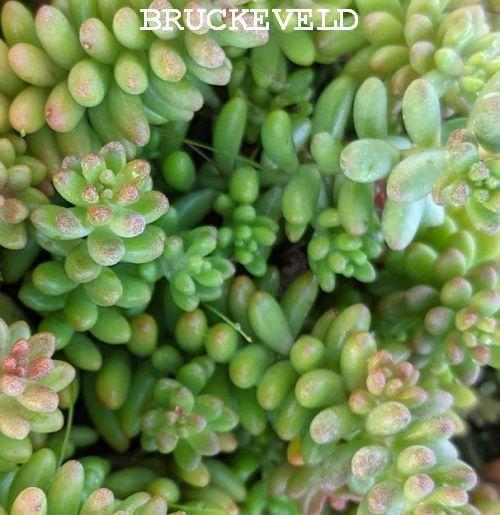 Sedum album 'Coral Carpet'