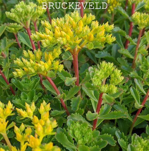 Sedum kamtschaticum