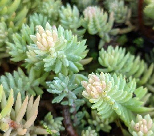 Sedum reflexum