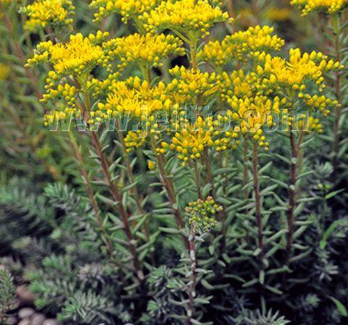 Sedum reflexum