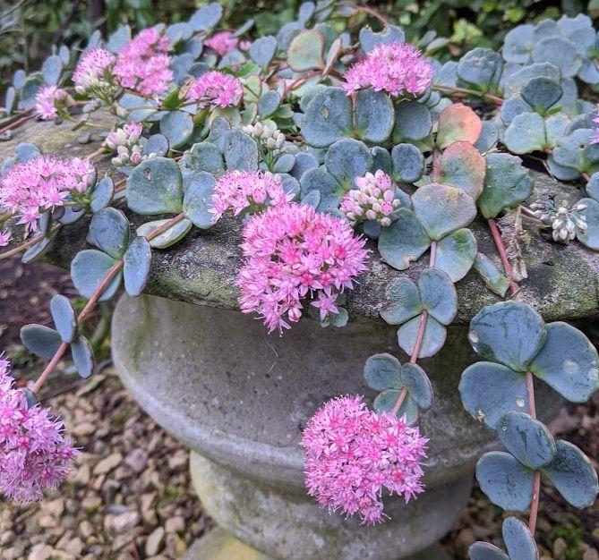 Sedum sieboldii