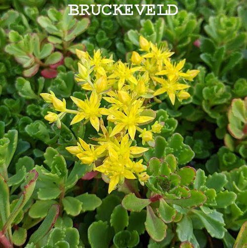 Sedum floriferum 'Weihenstephaner Gold'