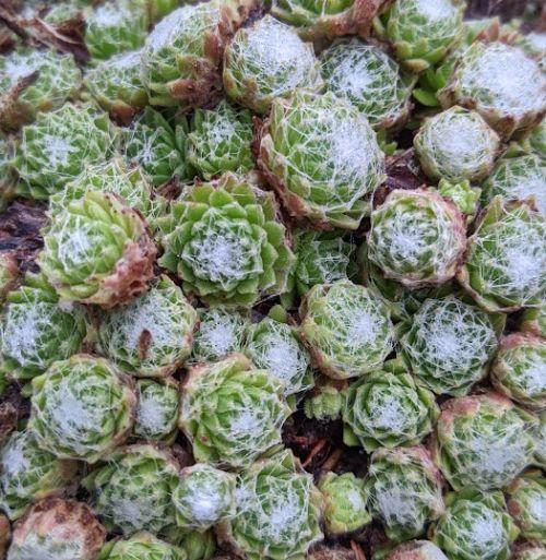 Sempervivum arachnoideum