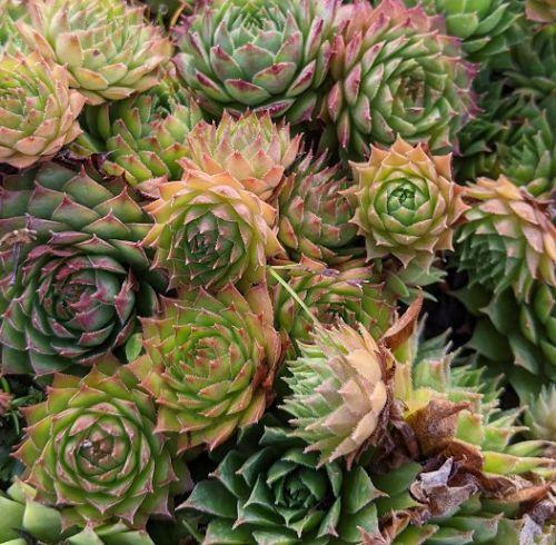 Sempervivum