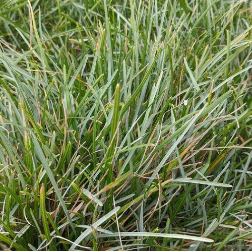 Sesleria albicans (caerulea ssp. varia)