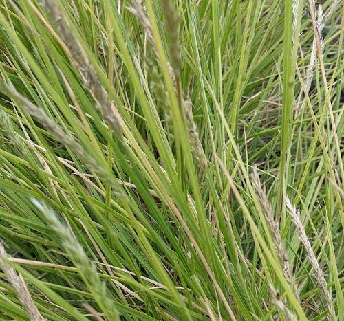 Sesleria autumnalis