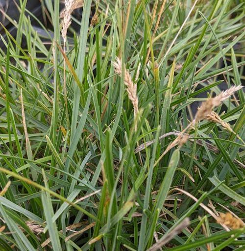 Sesleria caerulea