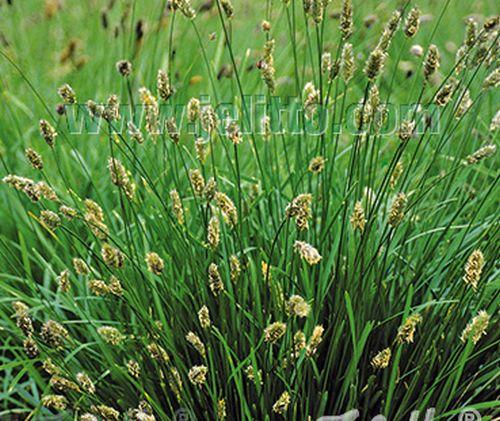 Sesleria heufleriana