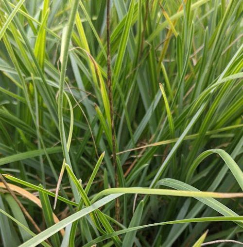 Sesleria heufleriana