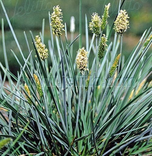 Sesleria nitida