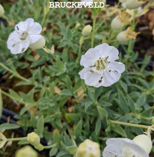 Silene uniflora 'Weisskehlchen'