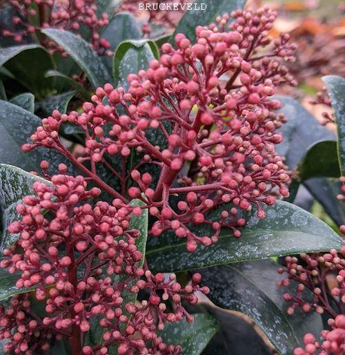 Skimmia japonica 'Rubella'