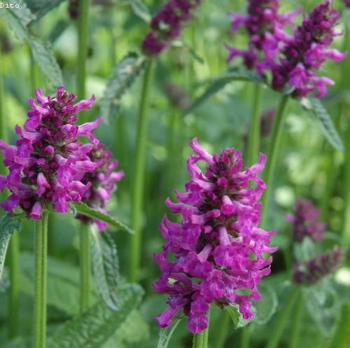 Stachys officinalis 'Hummelo'