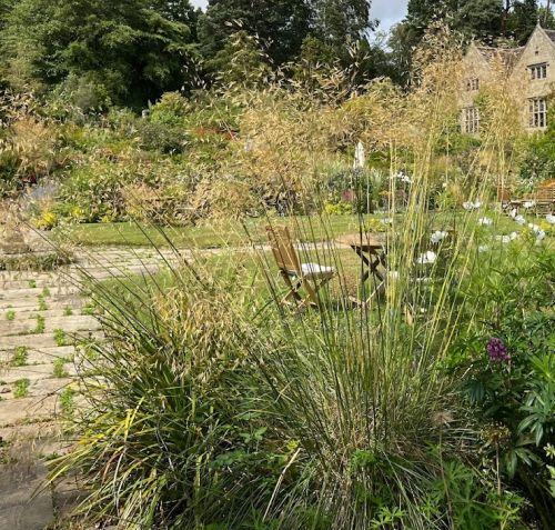 Stipa gigantea