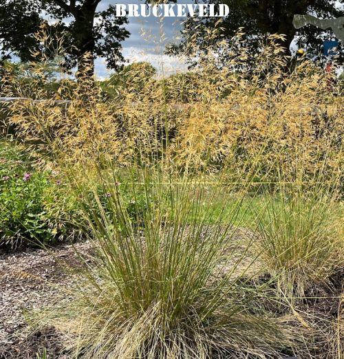 Stipa gigantea