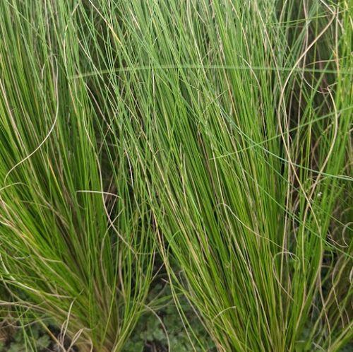 Stipa tenuissima