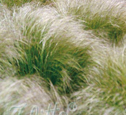 Stipa tenuissima