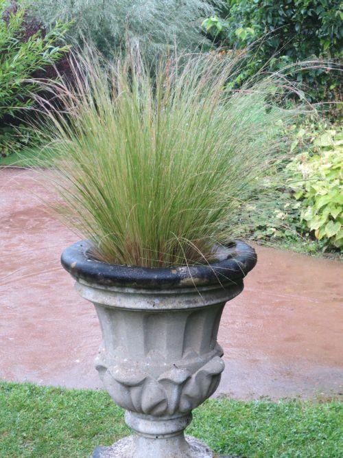 Stipa tenuissima