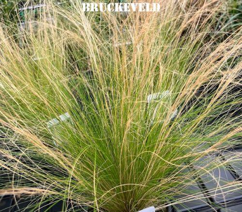 Stipa tenuissima