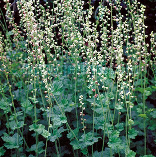 Tellima grandiflora