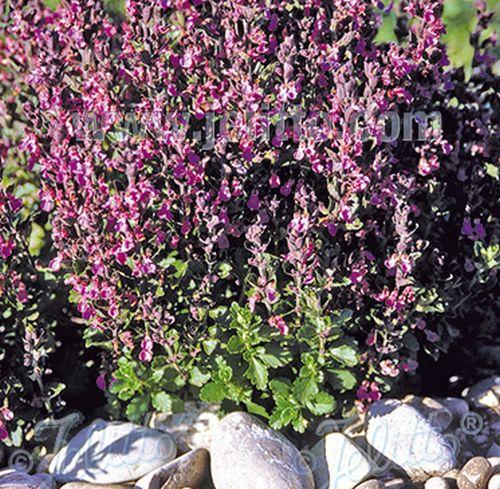 Teucrium x lucidrys (chamaedrys hort.)