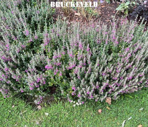 Teucrium x lucidrys (chamaedrys)