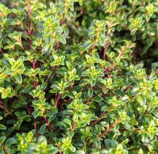 Thymus praecox 'Albiflorus'