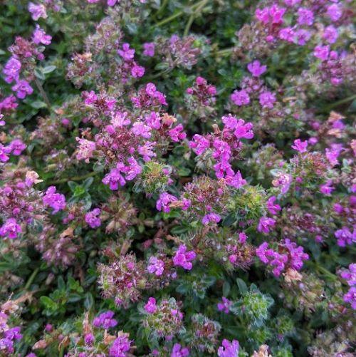 Thymus praecox 'Coccineus'