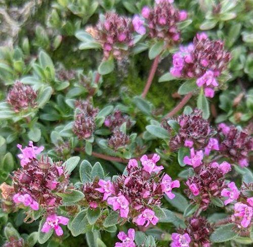 Thymus praecox 'Coccineus'