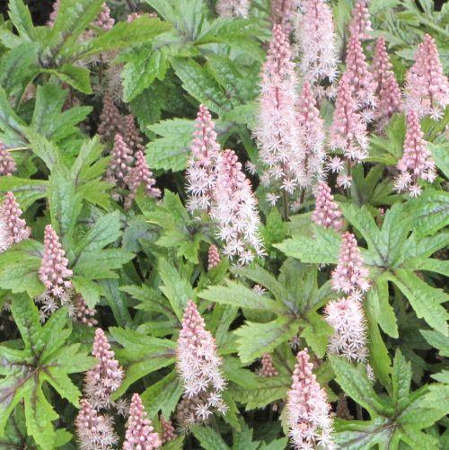 Tiarella 'Pink Skyrocket' PBR