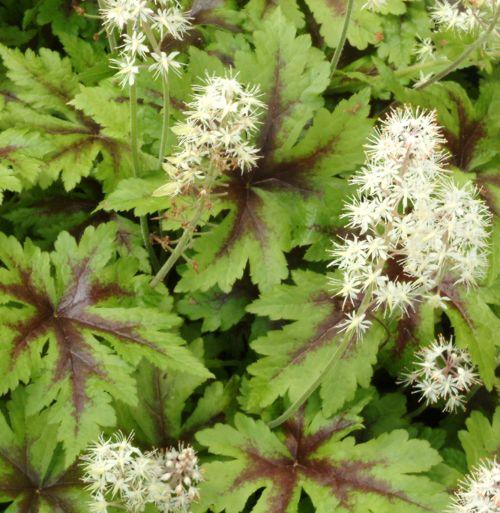 Tiarella 'Sugar and Spice' PBR