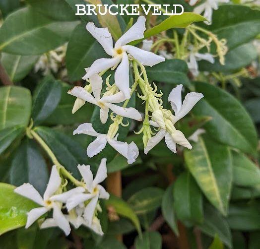 Trachelospermum jasminoides