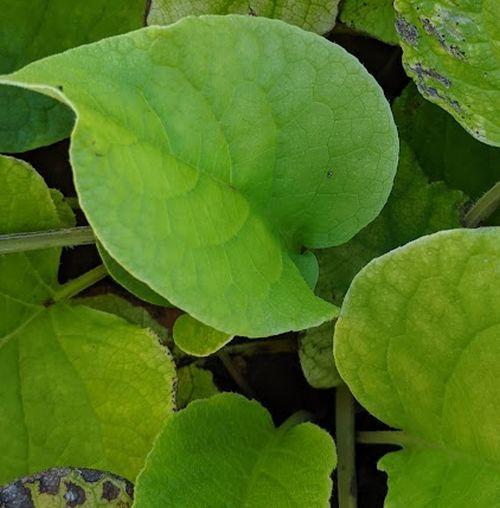 Trachystemon orientalis