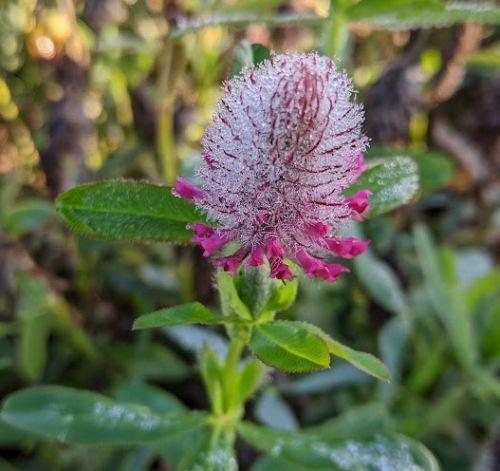 Trifolium rubens