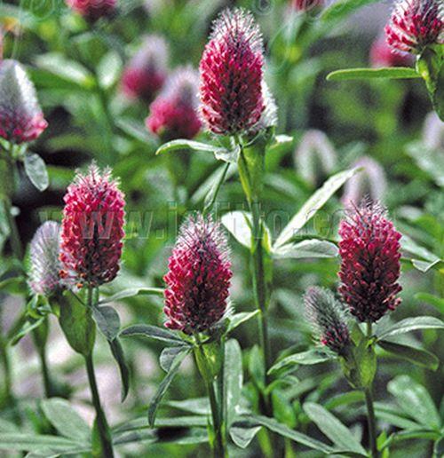 Trifolium rubens