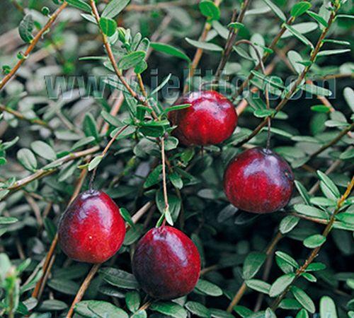 Vaccinium macrocarpon CRANBERRY